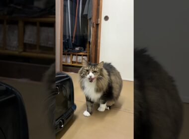 毛のせいでデカく見える