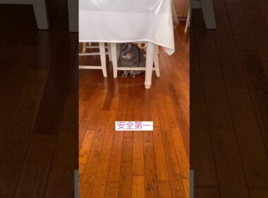 あぶない #ねこ動画 #アメリカンカール #catlovers