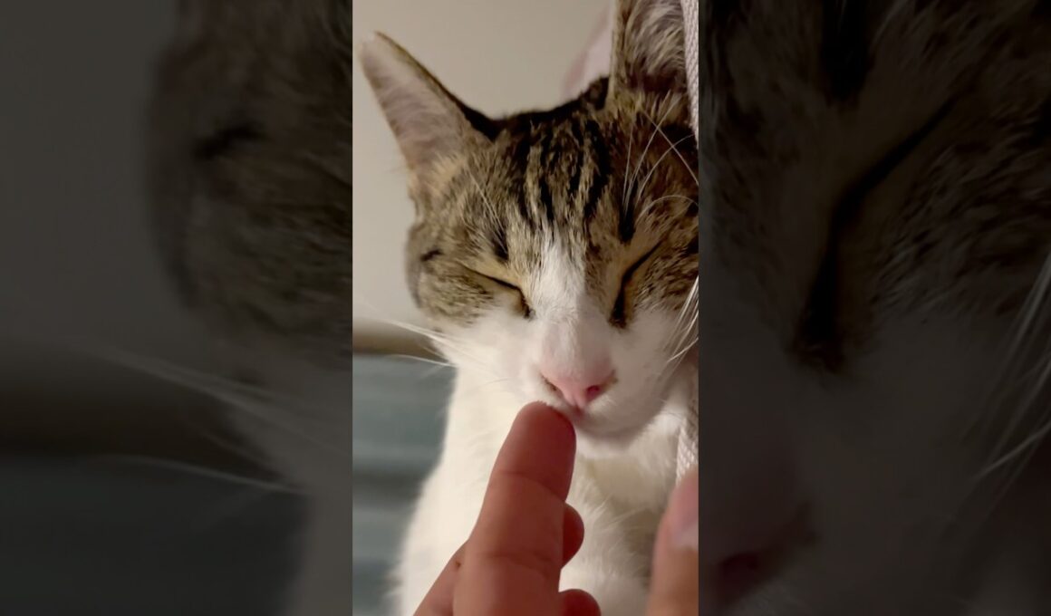 【保護猫】油断してると食べてくる猫