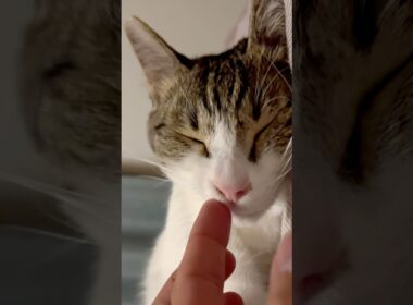 【保護猫】油断してると食べてくる猫
