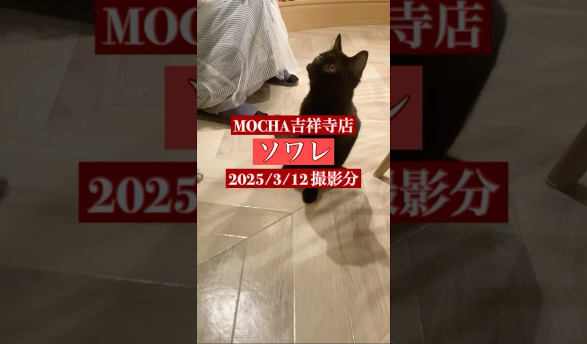 🐱ソワレ🐱　(ボンベイ♂)　猫カフェMOCHA吉祥寺店　2025/3/12 撮影分　#日替わり猫カフェにゃんこ　#cat #catcafe