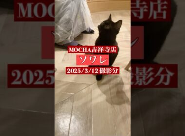 🐱ソワレ🐱　(ボンベイ♂)　猫カフェMOCHA吉祥寺店　2025/3/12 撮影分　#日替わり猫カフェにゃんこ　#cat #catcafe