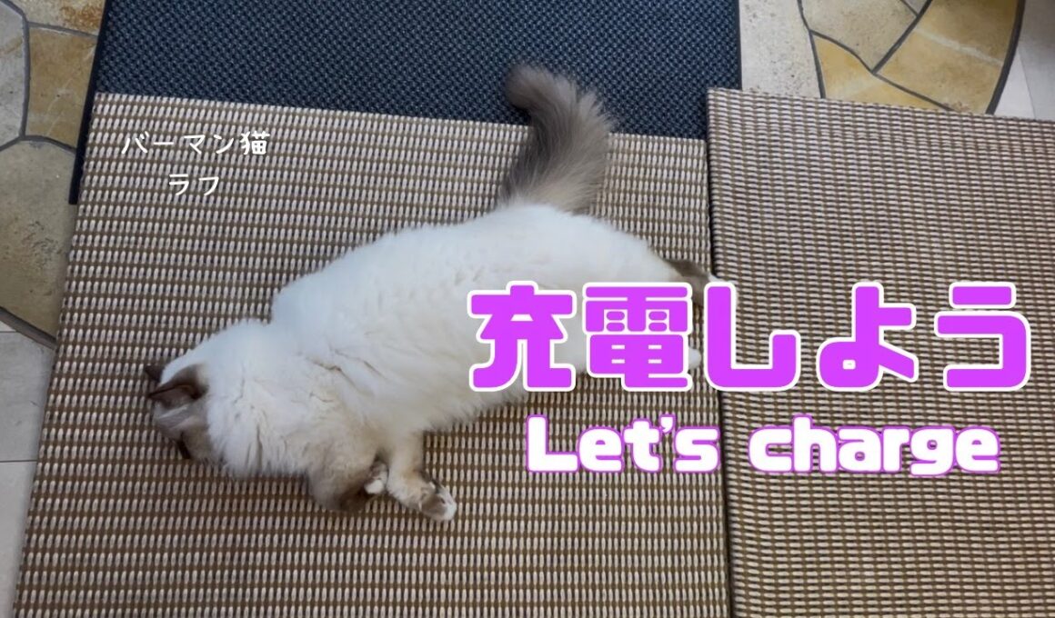 バーマン猫ラフ【充電しよう】Let's charge（バーマン猫）Cat/Birman