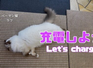 バーマン猫ラフ【充電しよう】Let's charge（バーマン猫）Cat/Birman
