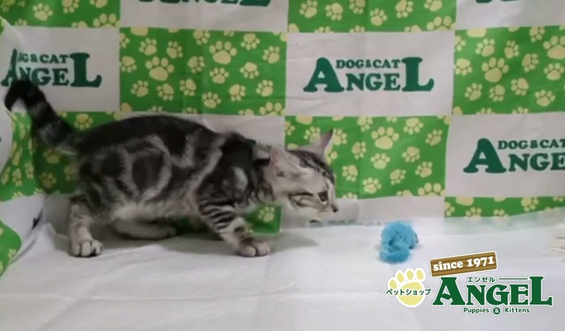 アメリカンショートヘアー 2511021 【ペットショップエンゼル　子犬・子猫販売】