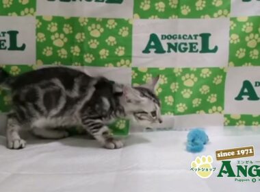 アメリカンショートヘアー 2511021 【ペットショップエンゼル　子犬・子猫販売】