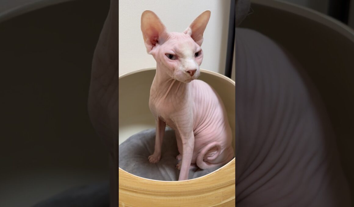 音量最大で聴いて欲しい猫アレクサンドラのゴロゴロ音【スフィンクス】