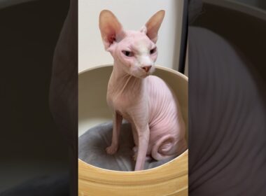 音量最大で聴いて欲しい猫アレクサンドラのゴロゴロ音【スフィンクス】