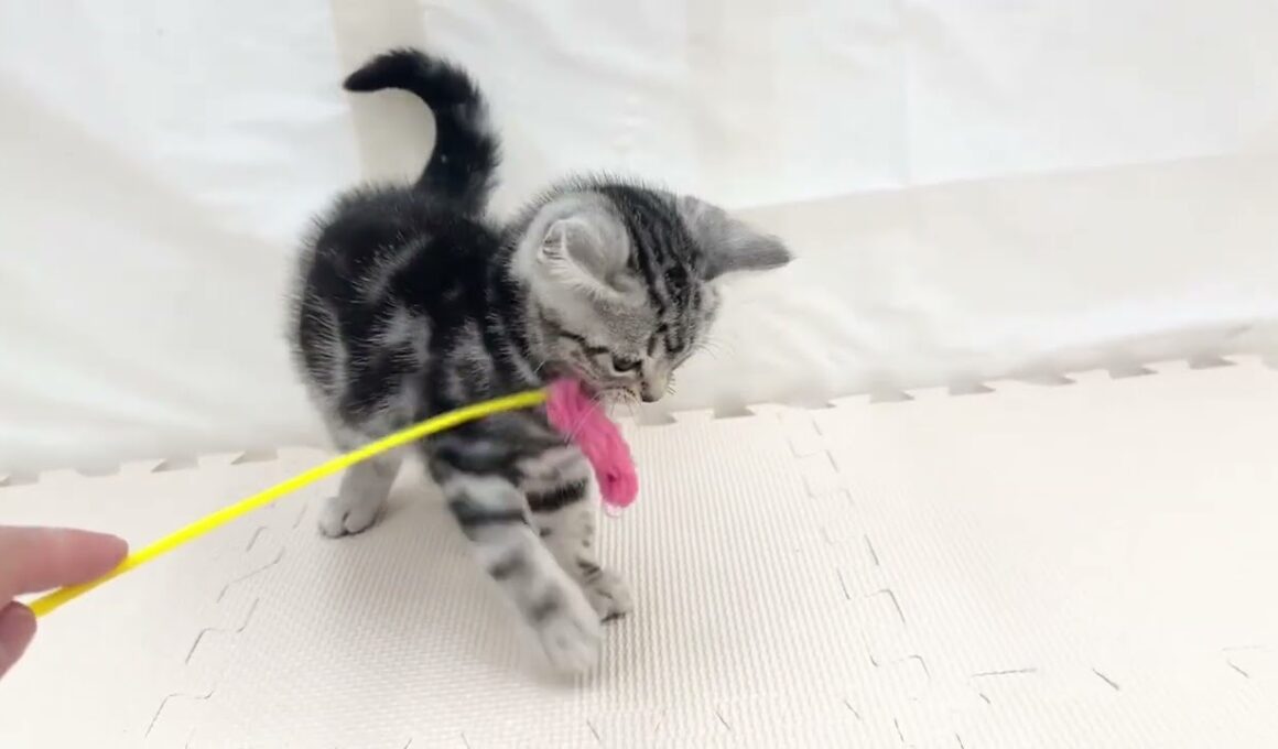 【アメリカンショートヘア】シルバータビーの甘えん坊すぎる子猫、アメショの男の子が仲間入り♪