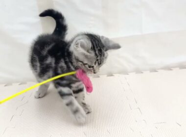 【アメリカンショートヘア】シルバータビーの甘えん坊すぎる子猫、アメショの男の子が仲間入り♪