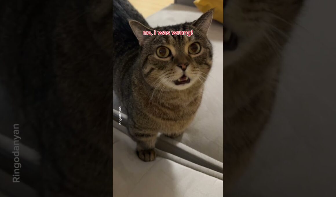 I’m sure you can handle these, no problem😉 #shorts #cat #funny