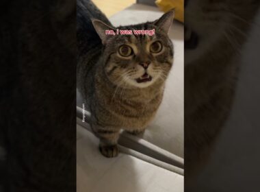 I’m sure you can handle these, no problem😉 #shorts #cat #funny