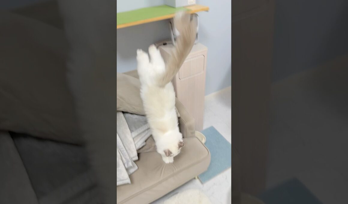 ご飯の用意をすると駆け足でキッチンに行くラグドールの子猫🐾