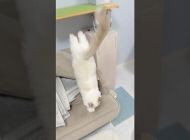 ご飯の用意をすると駆け足でキッチンに行くラグドールの子猫🐾