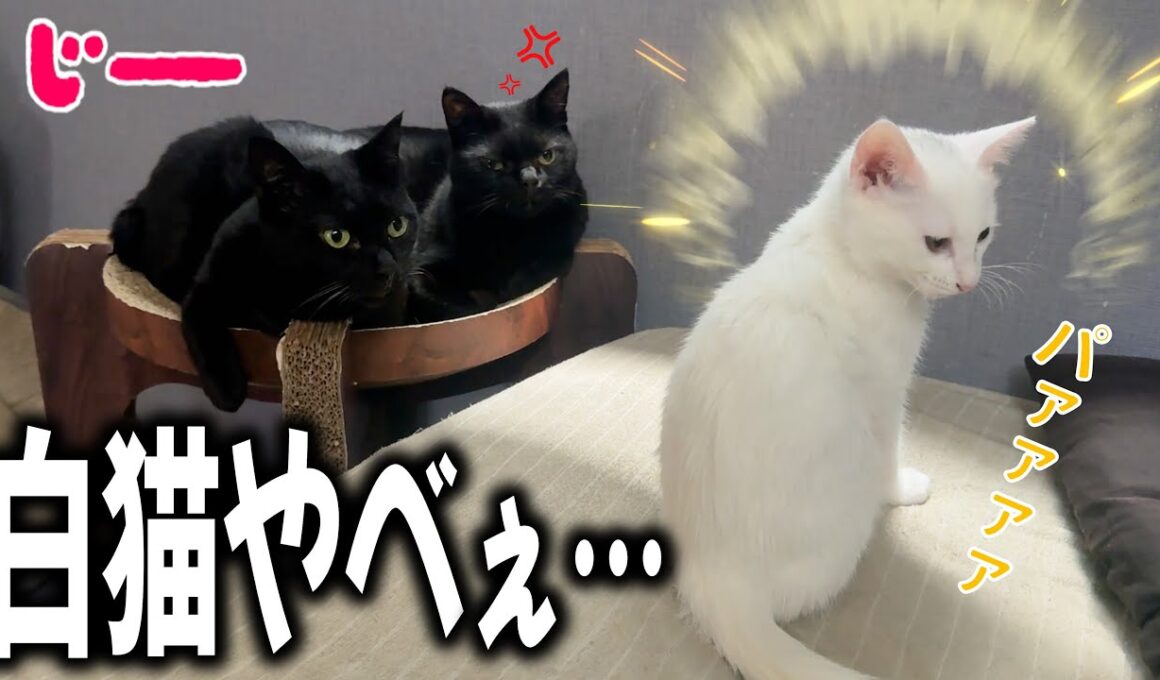 黒猫が嫉妬する輝き…！白い保護子猫『かまぼこ』についてお知らせ