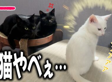 黒猫が嫉妬する輝き…！白い保護子猫『かまぼこ』についてお知らせ