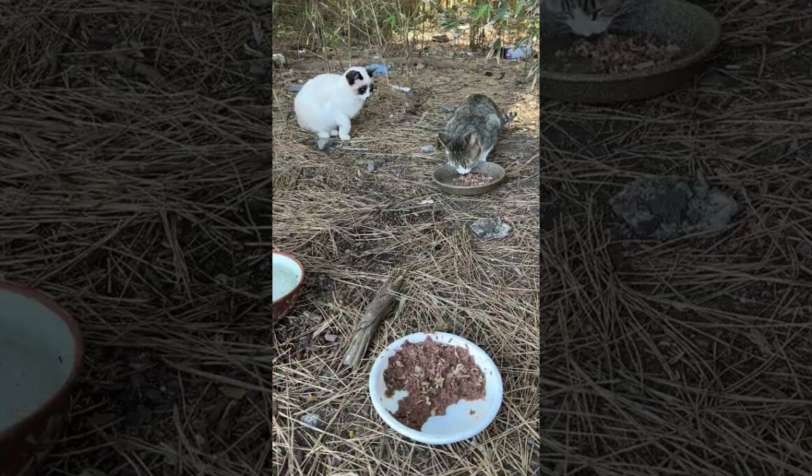 母猫のサバシロと再会するシャムの子ねこパンダくん。もう自立し、親離れ
