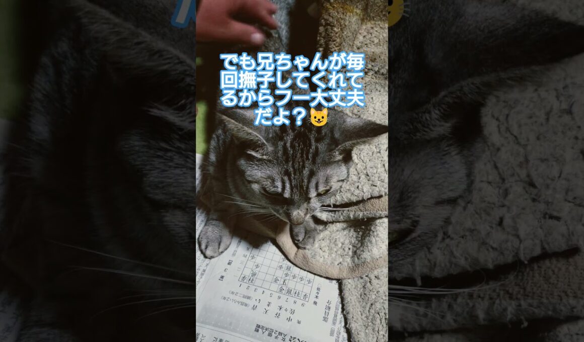 吹雪がオニャノコ中なんで撫子しめあげた動画#cute #cat ＃吹雪