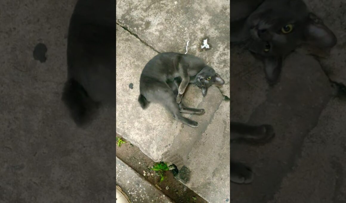 Happy..Cat🐈‍⬛✨#shortsviral