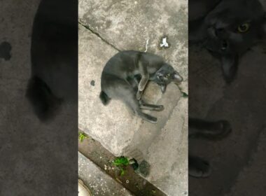 Happy..Cat🐈‍⬛✨#shortsviral