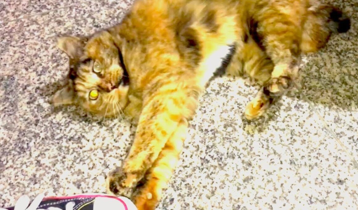 おばあちゃんのブラッシングが大好きな猫【猫と日本の庭】