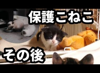 ふたたびあの親子に遭遇〜保護子猫その後〜他: 山林開拓続編