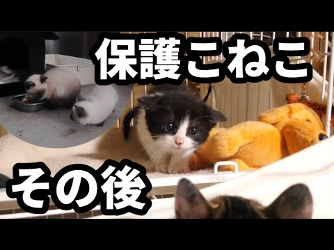 ふたたびあの親子に遭遇〜保護子猫その後〜他: 山林開拓続編