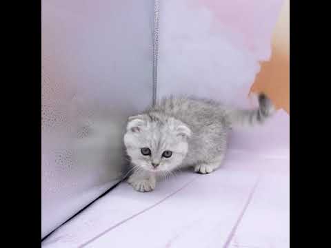 スコティッシュ・フォールド（シルバータビー）の女の子（8/12生まれ）