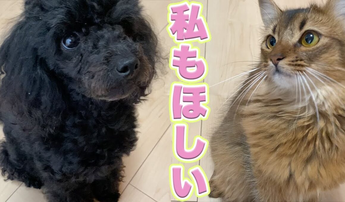 【犬】【トイプードル】と【猫】【ソマリ】の生活　　　　　　　　　　　　　　　　　　　お座りちゃんとできるのに・・・おやつを貰えない可哀想な【ソマリ】のレアちゃん