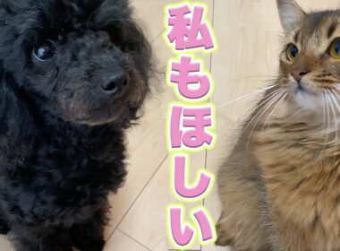 【犬】【トイプードル】と【猫】【ソマリ】の生活　　　　　　　　　　　　　　　　　　　お座りちゃんとできるのに・・・おやつを貰えない可哀想な【ソマリ】のレアちゃん