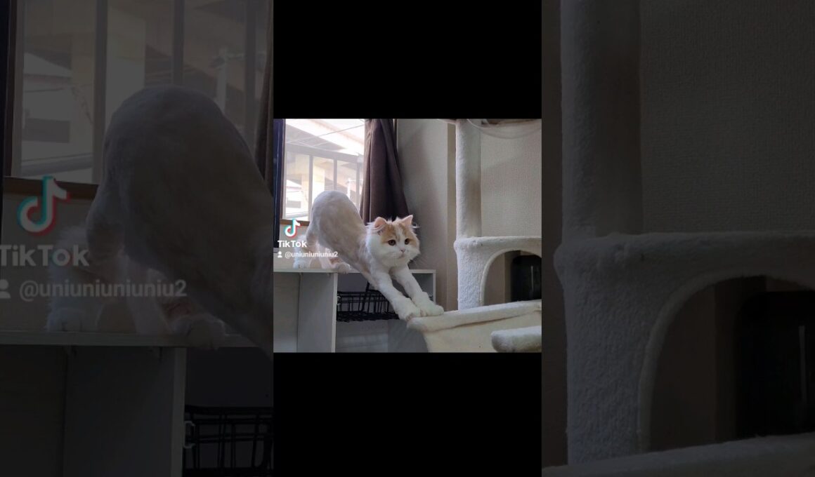 ギリギリな子猫 #ラガマフィン #猫動画 #子猫 #cat #癒し #サマーカット