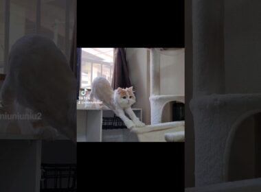 ギリギリな子猫 #ラガマフィン #猫動画 #子猫 #cat #癒し #サマーカット