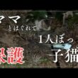【野良猫保護】ママとはぐれて泣き叫ぶ子猫を保護しました
