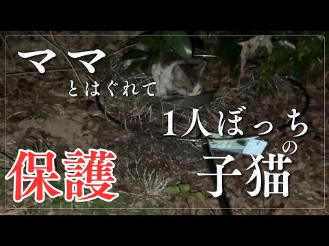 【野良猫保護】ママとはぐれて泣き叫ぶ子猫を保護しました
