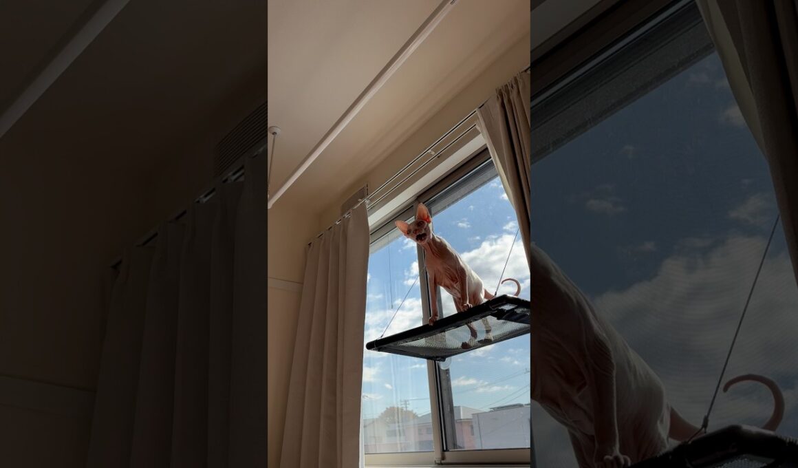 クラッキングする猫アレクサンドラ【スフィンクス】