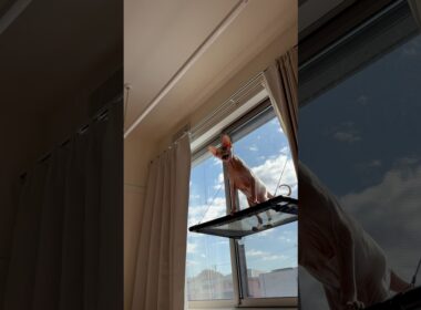 クラッキングする猫アレクサンドラ【スフィンクス】