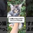 Q：この猫ってなんですか？かっこいいですよね？ #猫 #メインクーン #ねこ
