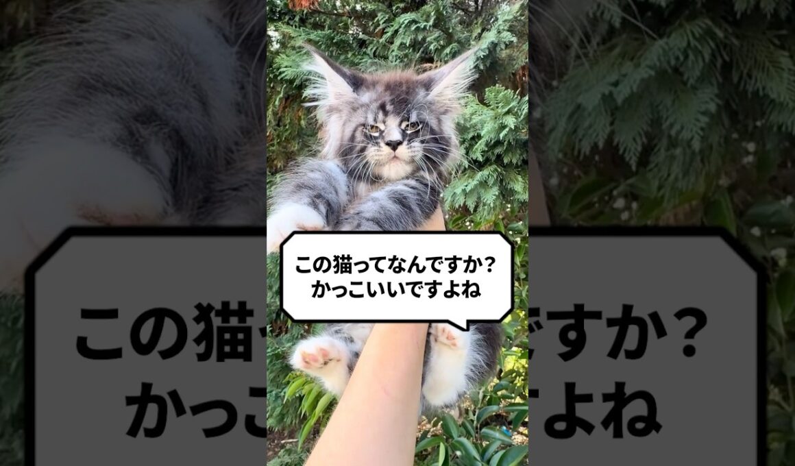 Q：この猫ってなんですか？かっこいいですよね？ #猫 #メインクーン #ねこ