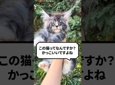 Q：この猫ってなんですか？かっこいいですよね？ #猫 #メインクーン #ねこ
