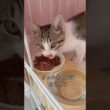 すばしこく部屋から飛び出す生後3ヶ月の保護子猫 #shorts  #子猫動画 #猫のいる暮らし