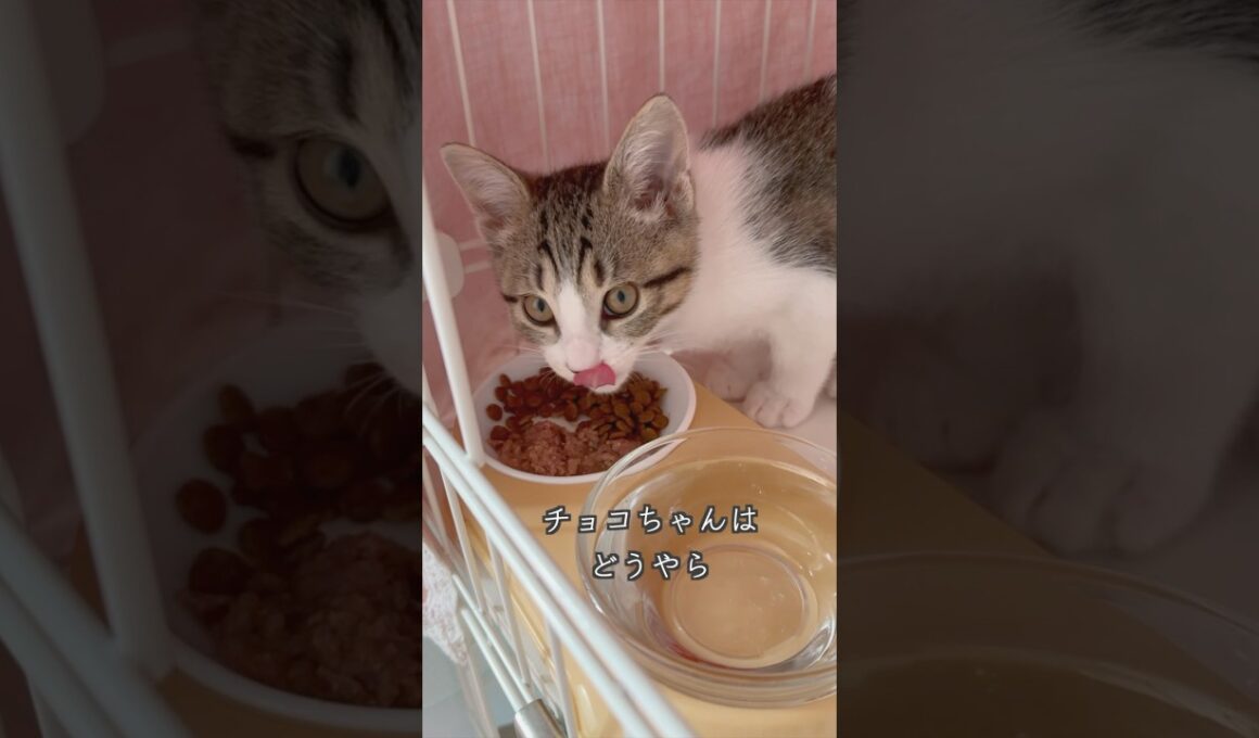 すばしこく部屋から飛び出す生後3ヶ月の保護子猫 #shorts  #子猫動画 #猫のいる暮らし