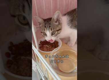 すばしこく部屋から飛び出す生後3ヶ月の保護子猫 #shorts  #子猫動画 #猫のいる暮らし