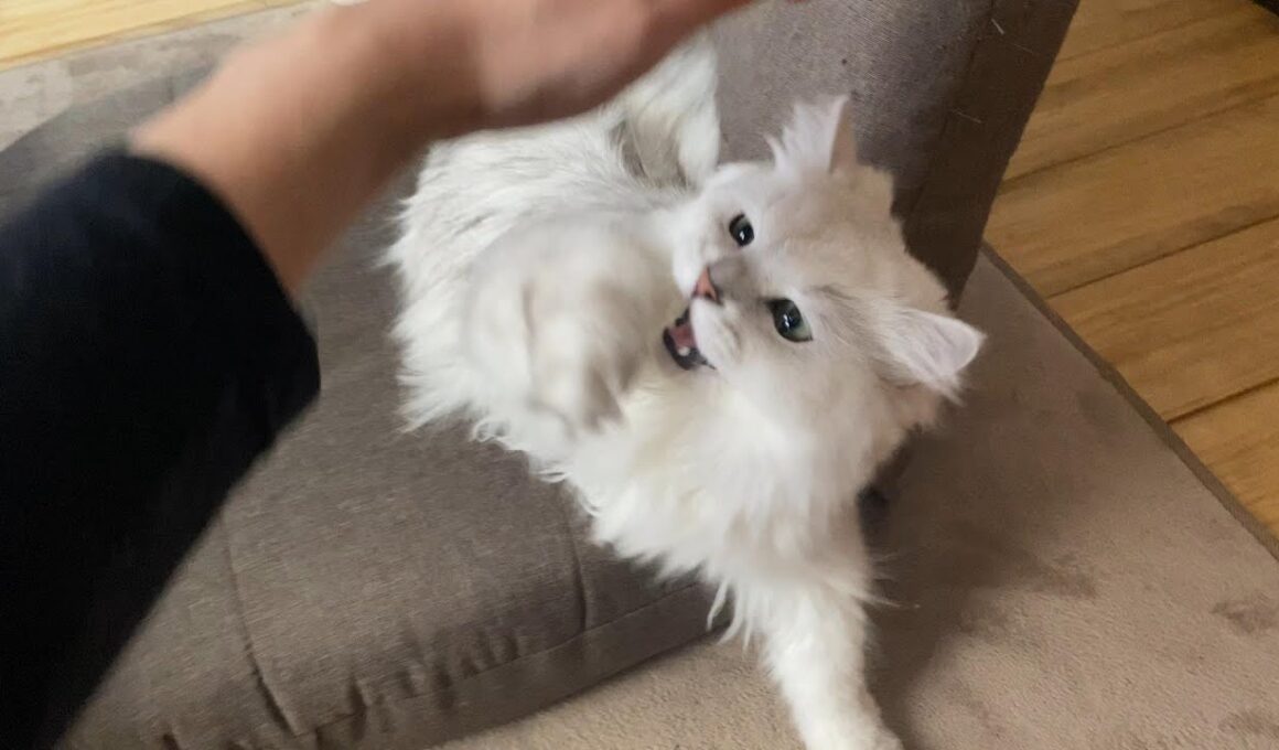 座椅子の所有権をめぐる争いが勃発しました...