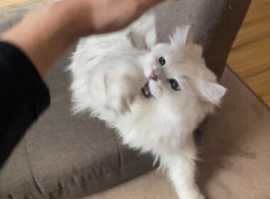 座椅子の所有権をめぐる争いが勃発しました...