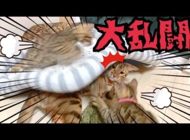 マット遊びでベンガル一家が大興奮！