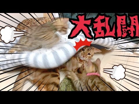 マット遊びでベンガル一家が大興奮！