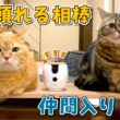 可愛い愛猫の生活を見逃さない！新しい相棒を紹介します【ペットカメラ】
