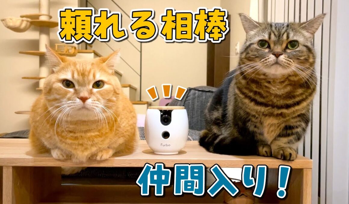 可愛い愛猫の生活を見逃さない！新しい相棒を紹介します【ペットカメラ】
