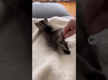 I tried chasing a cat's tail | #cat #cute