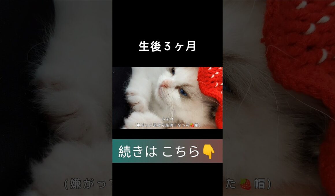 #shorts #ラグドール #子猫 #甘えん坊猫 #ぬいぐるみ猫 #もふもふ #ragdollcat